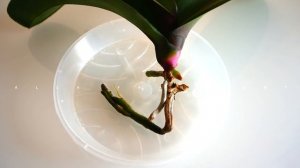 Самый Быстрый способ нарастить Корни Орхидеи/Реанимация Орхидей в воде