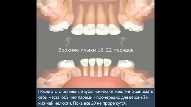 Анимация схемы прорезывания зубов у детей на русском - Минская стоматология "Дудко и сыновья" смотреть онлайн