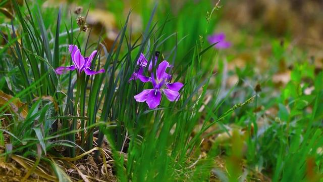 Утренняя расслабляющая музыка | Учитесь и отдыхайте под мягкую фортепианную музыку смотреть онлайн