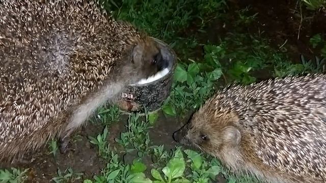 Ёжики пьют молоко смотреть онлайн