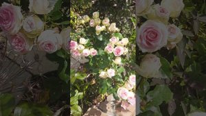 Розы Джелато и Веддинг романтик