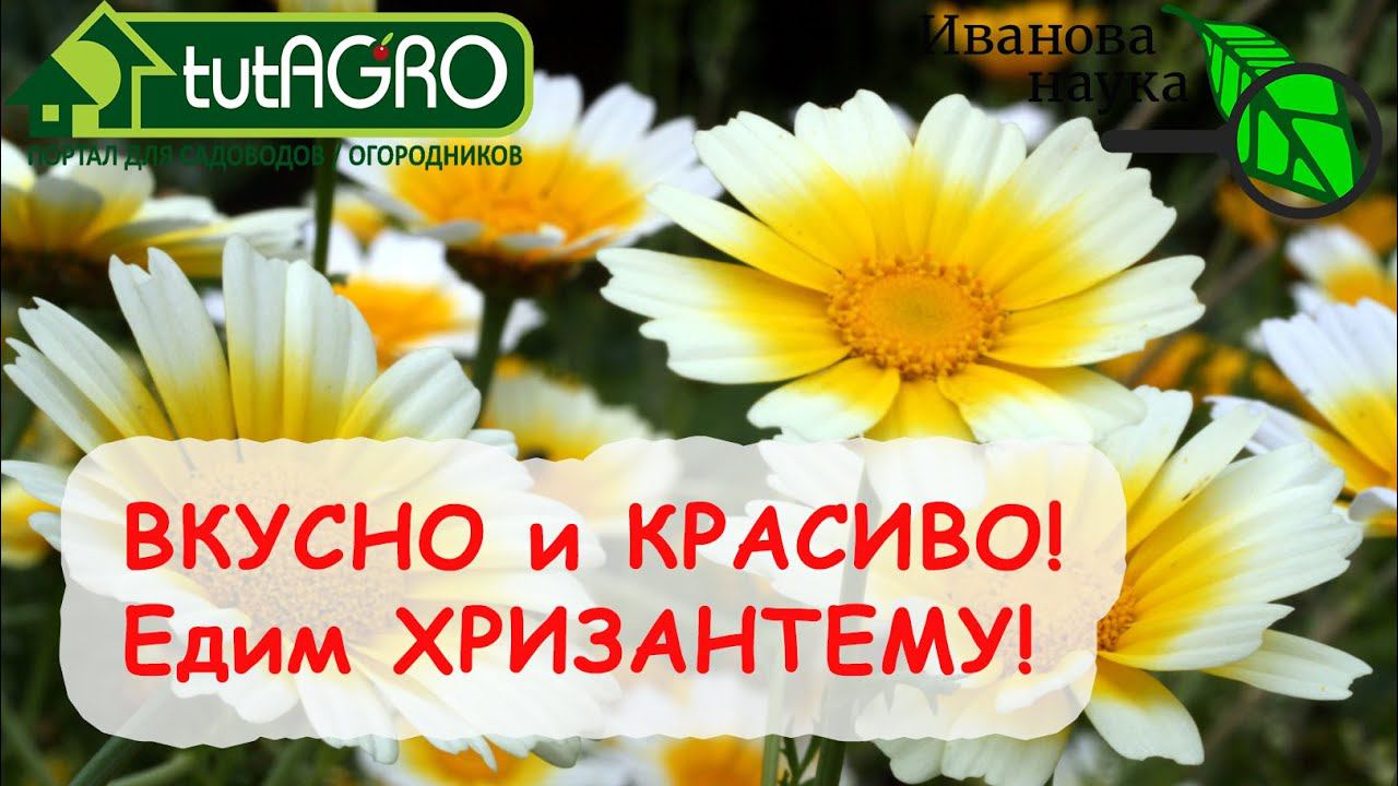 ЧТО-ТО НОВЕНЬКОЕ! Салатная овощная хризантема - познакомьтесь. попробуйте - будете в ВОСТОРГЕ!