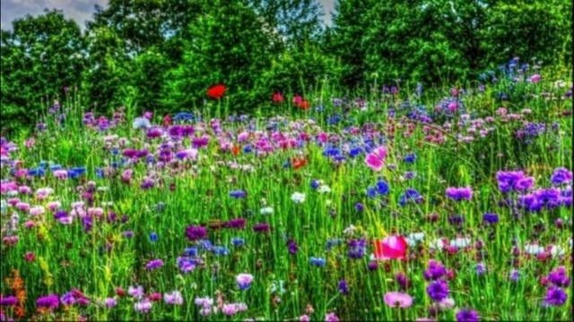 КРАЙОН Этапы преобразования-1.avi смотреть онлайн