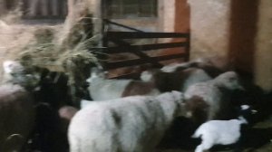 Продажа овец и ягнят со второй оварни ......скоро ставим Дорперов...цена будет дороже )))))