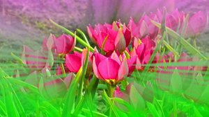 Футаж. Цветочный фон 153