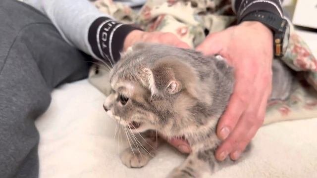 Шотландская вислоухая кошка после стерилизации прошёл час