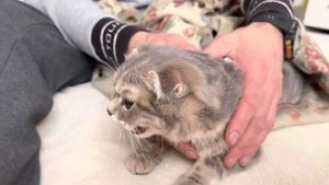 Шотландская вислоухая кошка после стерилизации прошёл час