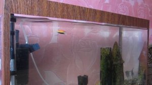 Игра воблера, майский жук.