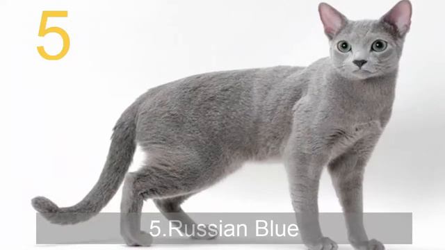 Cats Breeds |top 10s| смотреть онлайн
