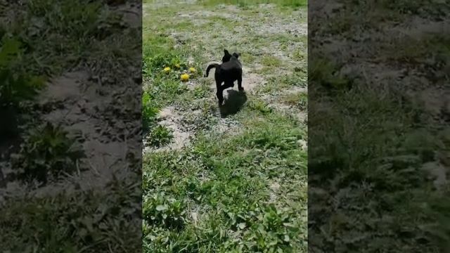 Пти брабансон чёрный. Питомник смотреть онлайн