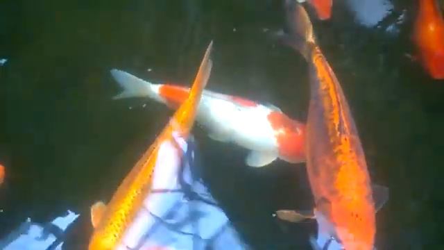 КАРПЫ КОИ - Японские красивые рыбки в пруду зимнего сада Санатория / Koi Fish