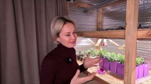 ГРИБНОЙ КОМАРИК КАК С НИМ БОРОТЬСЯ