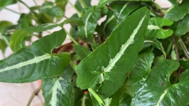 Syngonium Wendlandii: General Care Guide, Sunlight, Propagation, Fertilization