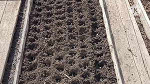 Сибирь. Сажаю озимый чеснок 23 апреля.