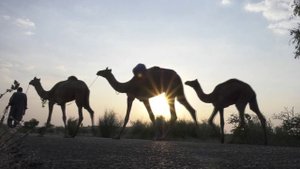 Пустыня-верблюды