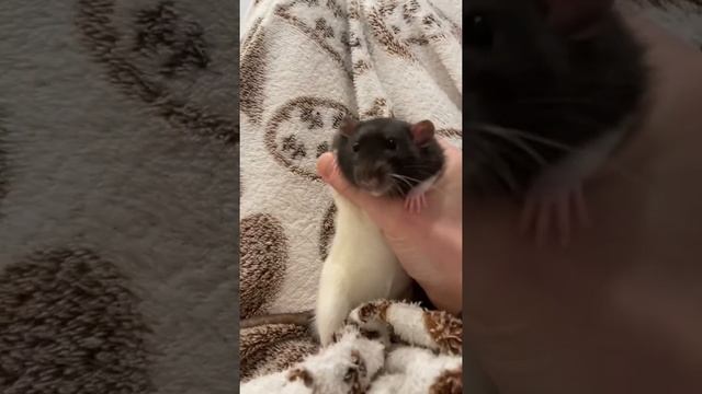 Крысы разнесли квартиру ??♀️ смотреть онлайн