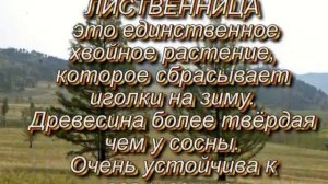 Древесина конструкционный материал. Часть 1.