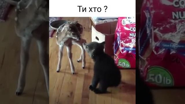 ты кто?