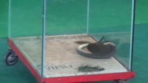 Мангуст против змеи!