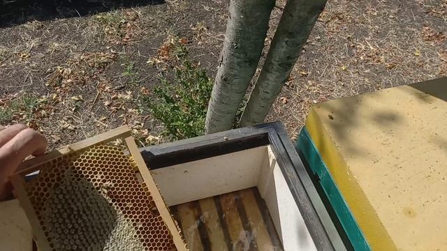 Обработка от клеща, подготовка к зиме смотреть онлайн