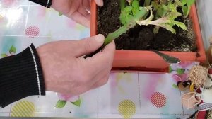 Черенкование Роз отростками.