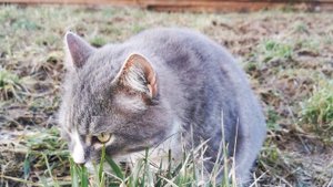 Кот отказывается от еды. Что делать. Причины отказа от еды кошки