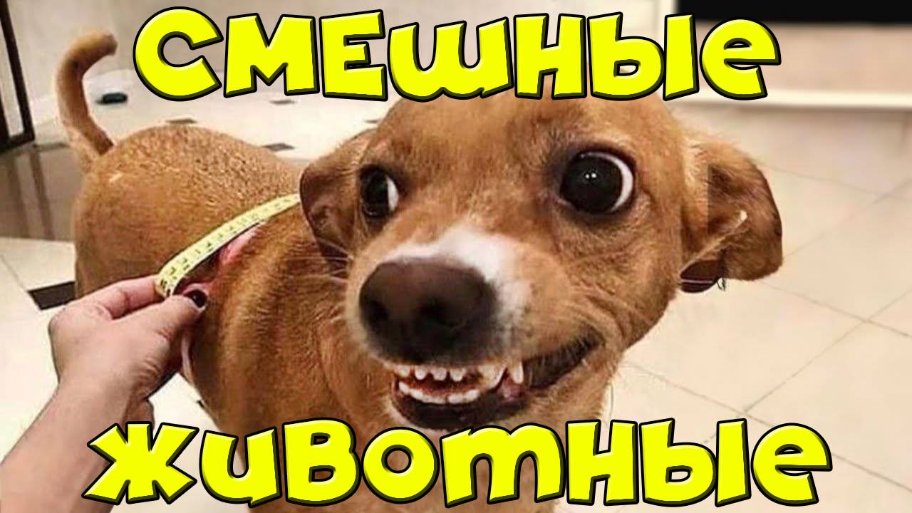 Новая подборка смешных 😺🐶 - попробуй не засмеятся!