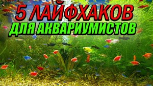 ТОП-5 ЛАЙФХАКОВ для Аквариумиста! + БОНУС!