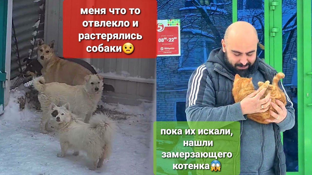 Моя беспечность стоило мне нервов, но спасло жизнь замерзающему котенку.