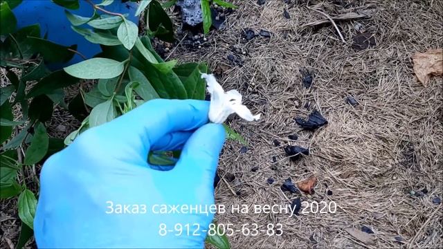 Осенняя посадка клематисов! Мой цветущий арочный тоннель.