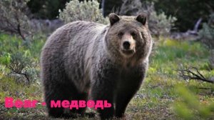 Животные на английском. Лесные животные (Forest animals).Английский для детей