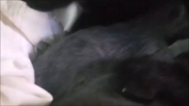 Чернышка. История о том, как спасали одну кошачью жизнь, а спасли сразу шесть