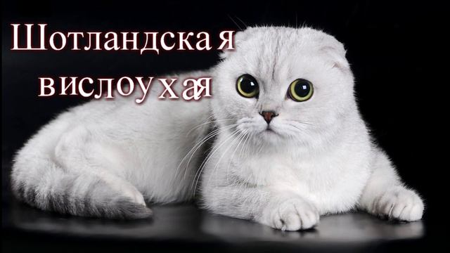 Необычные породы кошек