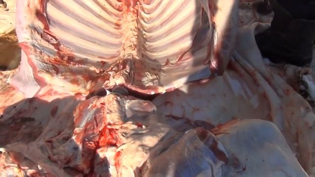 Разделка молодого быка ножами из стали х12МФ и авторского ламината от кузницы Железные братья смотреть онлайн