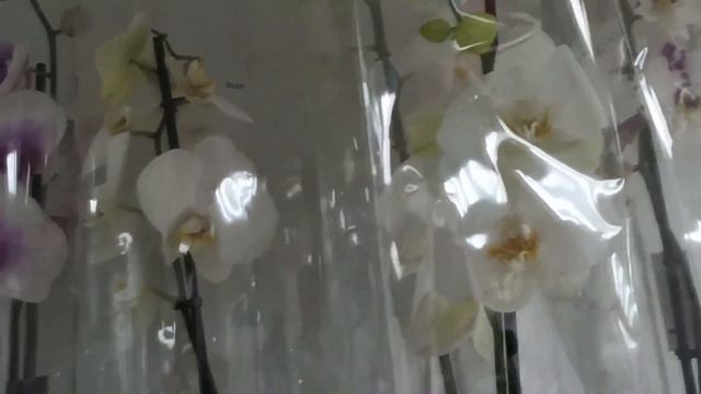 ОРХИДЕИ 148 | ОБЗОР ОРХИДЕЙ В МАГАЗИНЕ ЦВЕТЫ КЕРЧЬ | смотреть онлайн