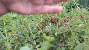 Крыжовник. Уход за крыжовником летом.(10.07.16 г.)