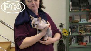 Черепаховая кошка канадский сфинкс. Выставка кошек PCA on-line.