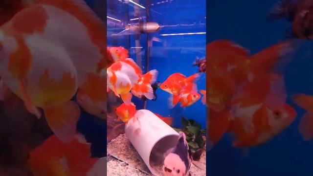 Panda & Rykin & Demekin Japon Balıkları #aquarium #akvaryum #fish смотреть онлайн