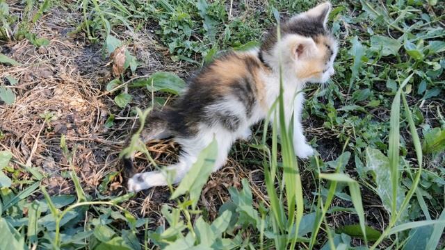 Котенок полз вдоль трассы! Что с ним стало невозможно поверить!