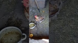 Курочка вывихнула лапку?