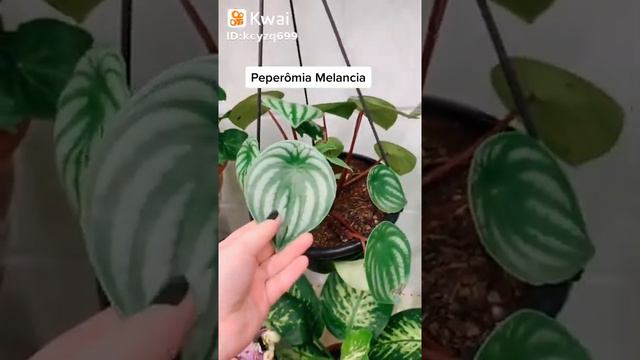 dicas de jardinagem peperomia melancia