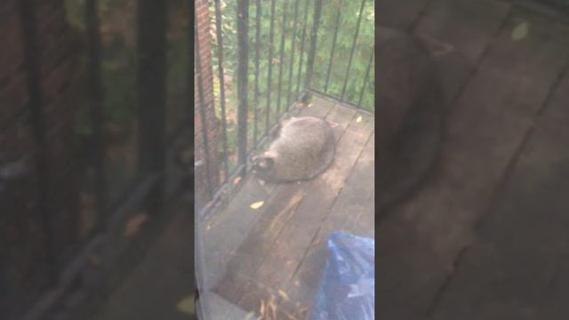 Енот пришёл поспать) смотреть онлайн