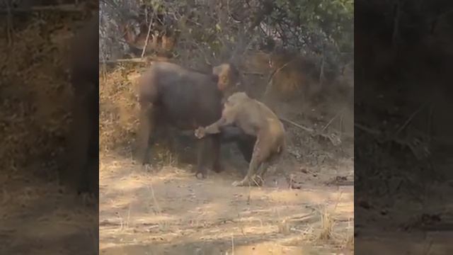 Как буйвол не хотел быть добычей льва.. смотреть онлайн