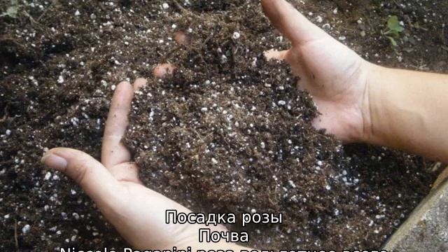 Роза Никколо Паганини