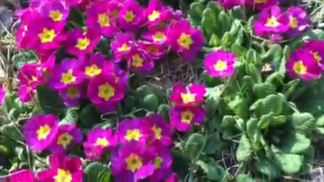 Low Maintenance #Primrose #Flowers! смотреть онлайн