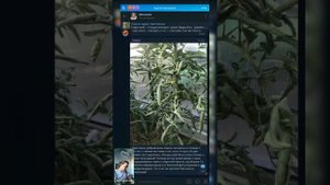 Почему крутит макушку у томатов?
