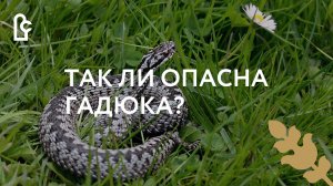 Так ли опасна гадюка