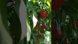 Урожай нектаринов 2021. Некуда девать!!!