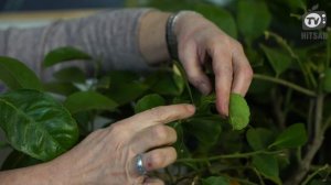 Выращиваем дерево из косточек ✔️ Как вырастить дома Авокадо Лимон Финик