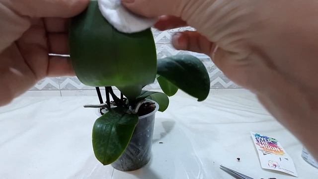 Купила цветущую орхидею Стюартиана Пико Чип (Stuartiana Pico Chip).